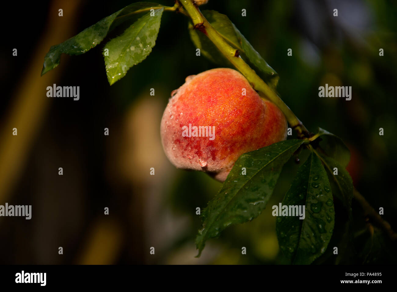 Peaches growing on peach tree in Essex England UK. July 2018 Stock