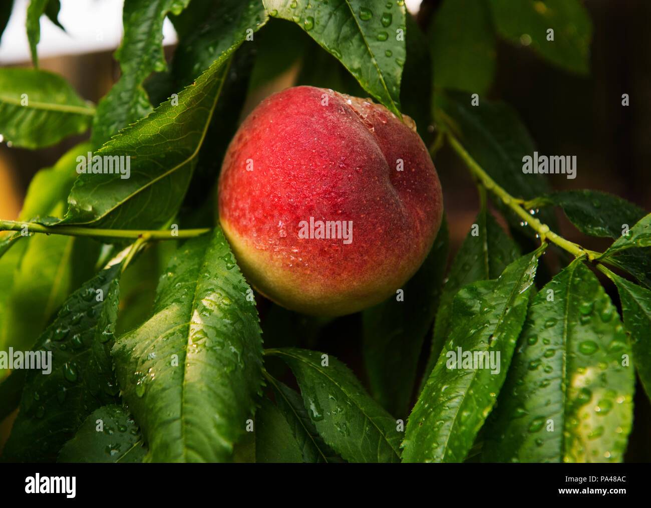 Peach growing on tree hires stock photography and images Alamy