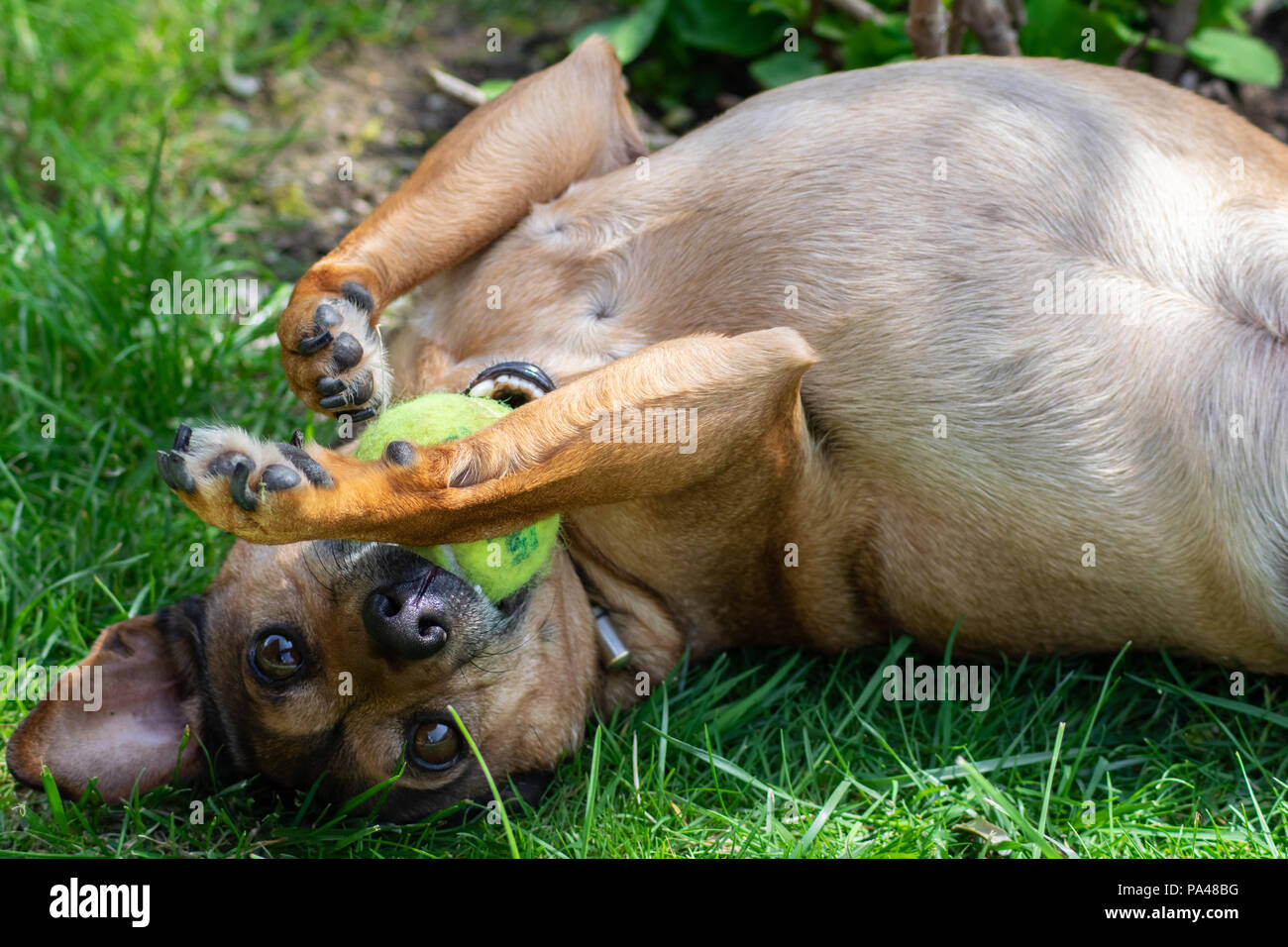 dog playing with a ball Stock Photo - Alamy