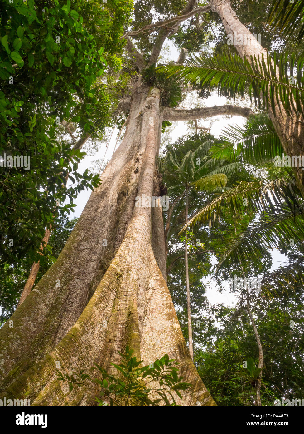 Big ceiba, kapok tree,  on the bank of the Javari River. Ceiba pentandra. Amazon Stock Photo