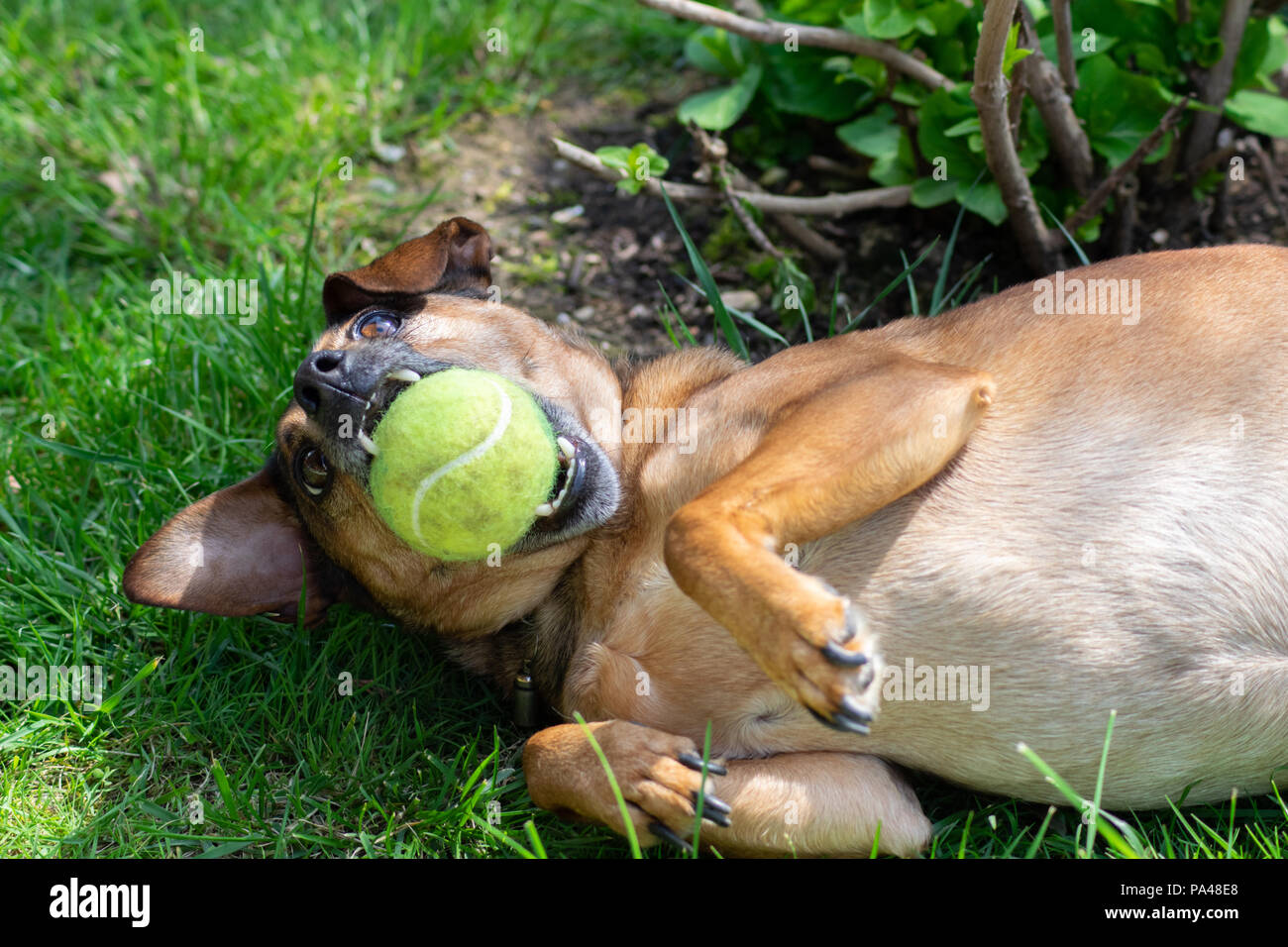 dog playing with a ball Stock Photo - Alamy