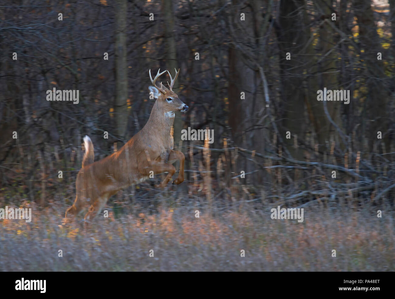 White-tailed deer buck running through the woods during the rut in the  early morning autumn light in Canada Stock Photo - Alamy