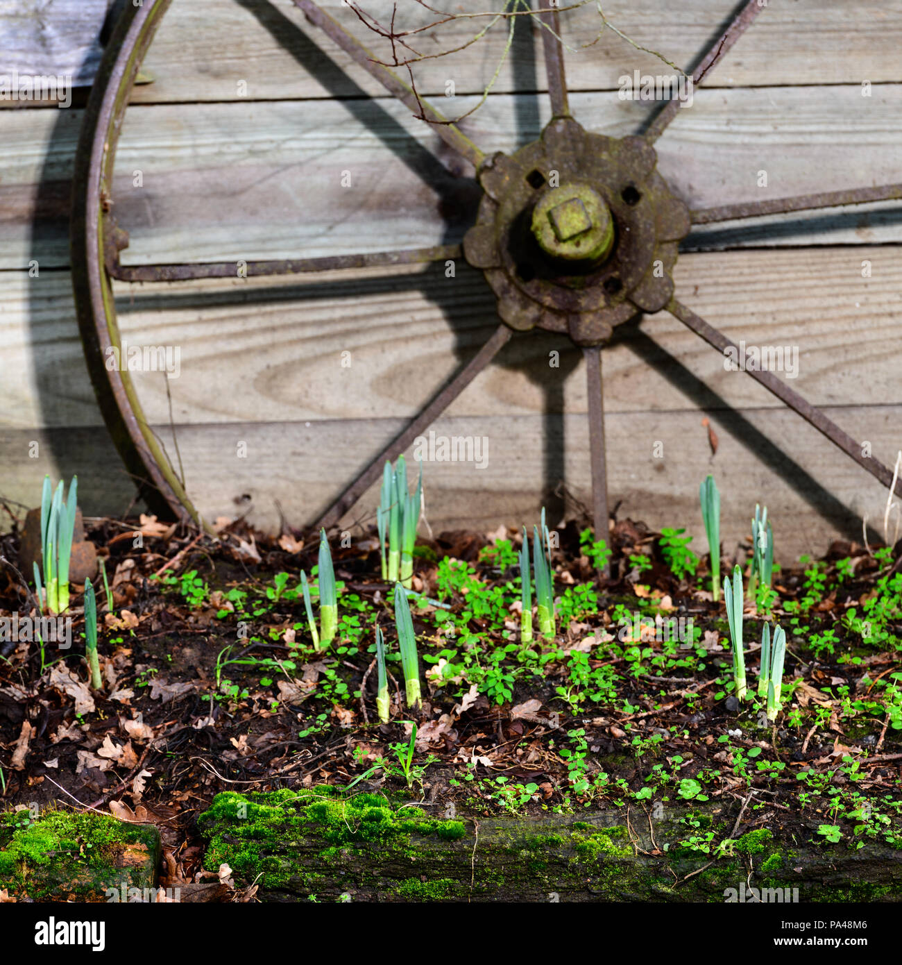 Daffodils emerging, it's nearly Spring Stock Photo Alamy