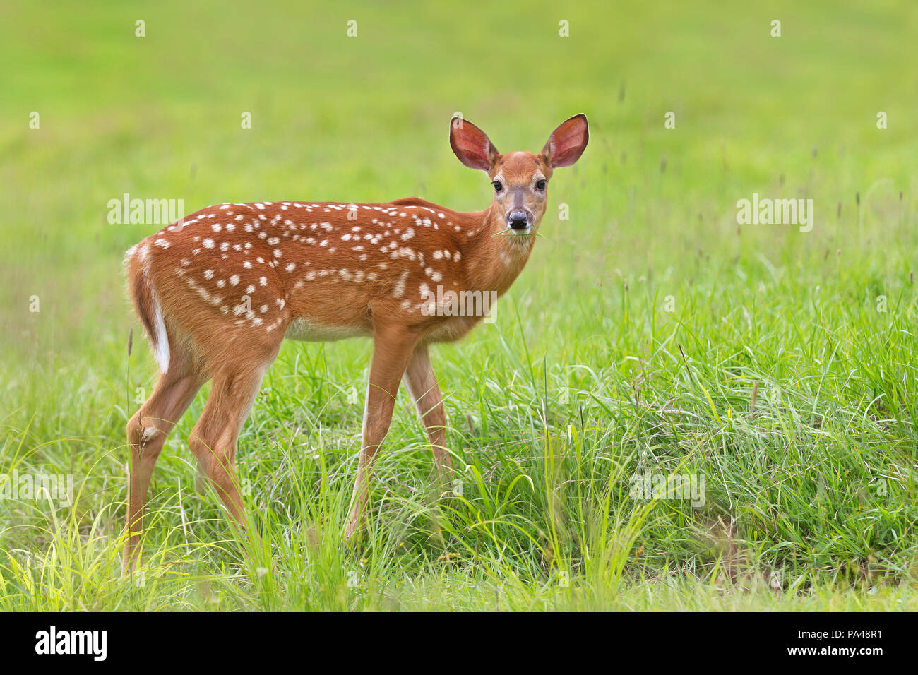 Пятнистый олень аксис. Пятнистый олень уссурийский заповедник. Уссурийский пятнистый олень. Дальневосточный пятнистый олень. Уссурийский пятнистый олень.