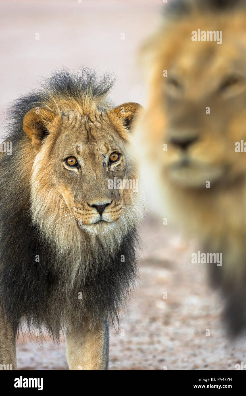 Lion (Panthera leo) brothers, Kgalagadi Transfrontier Park, South Africa, Stock Photo