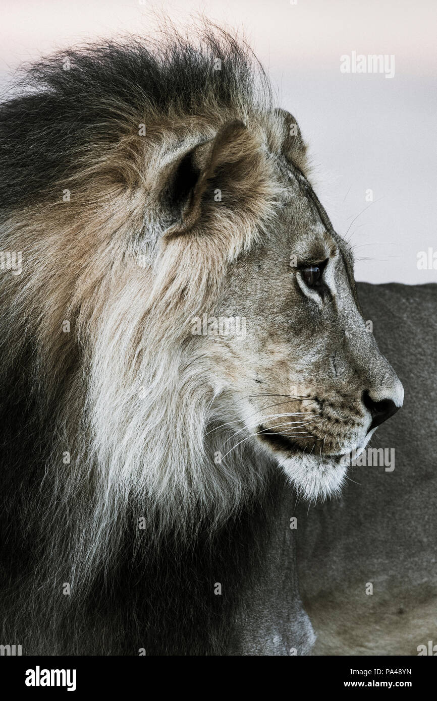 Lion (Panthera leo) male, Kgalagadi Transfrontier Park, South Africa, Stock Photo