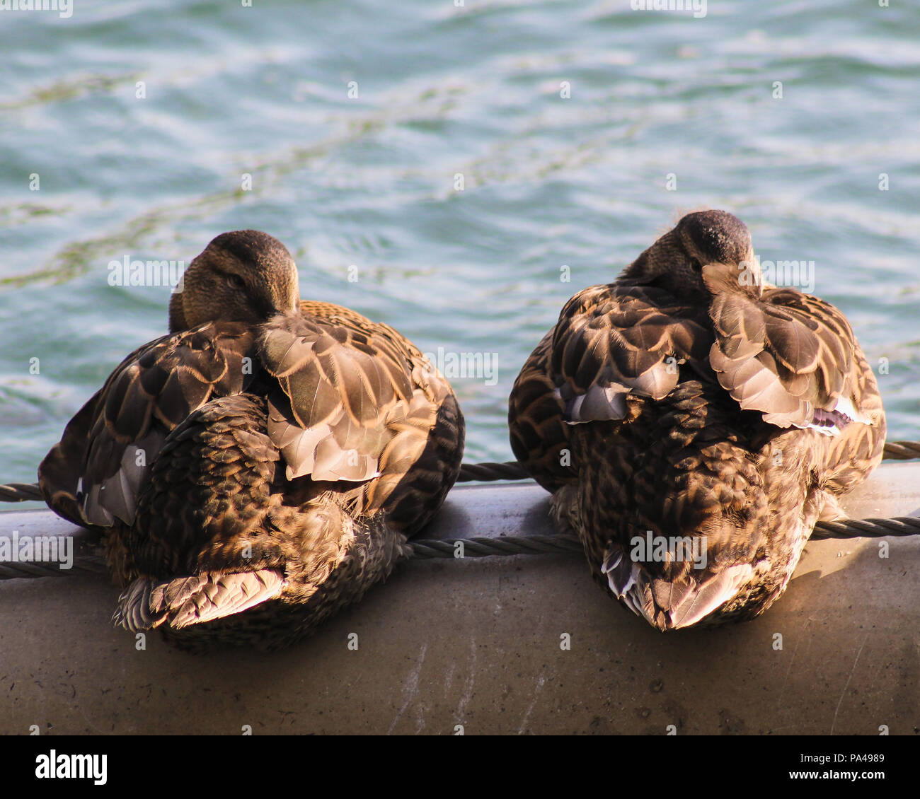 Two ducks sleeping at Niagara Falls Stock Photo Alamy