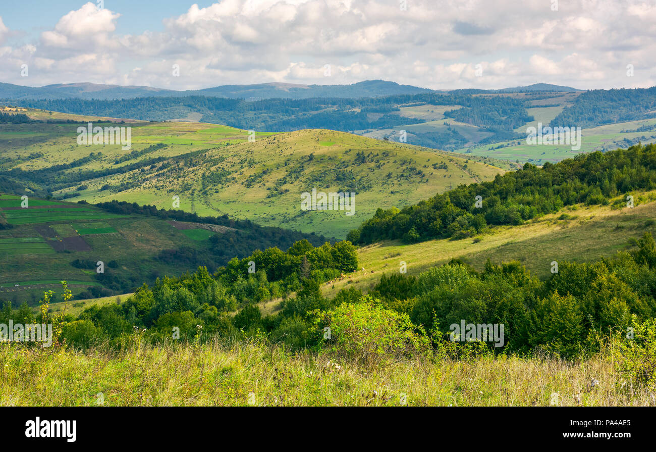 landscape with fields and  forest on hillside. lovely foggy sunrise in mountains Stock Photo