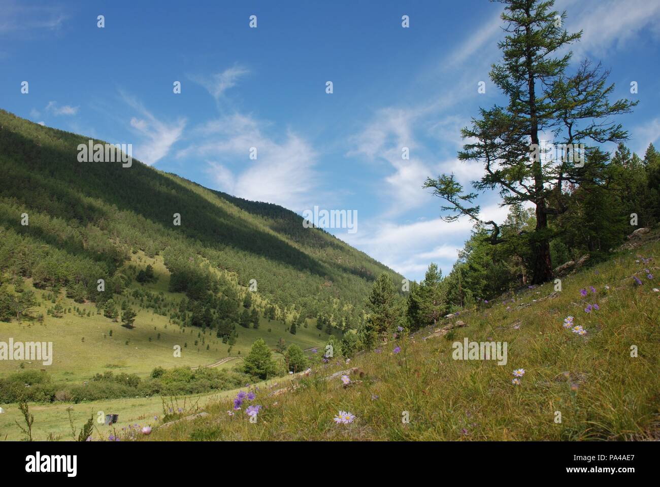 A beautiful sunny valley in the mountains in summer Stock Photo