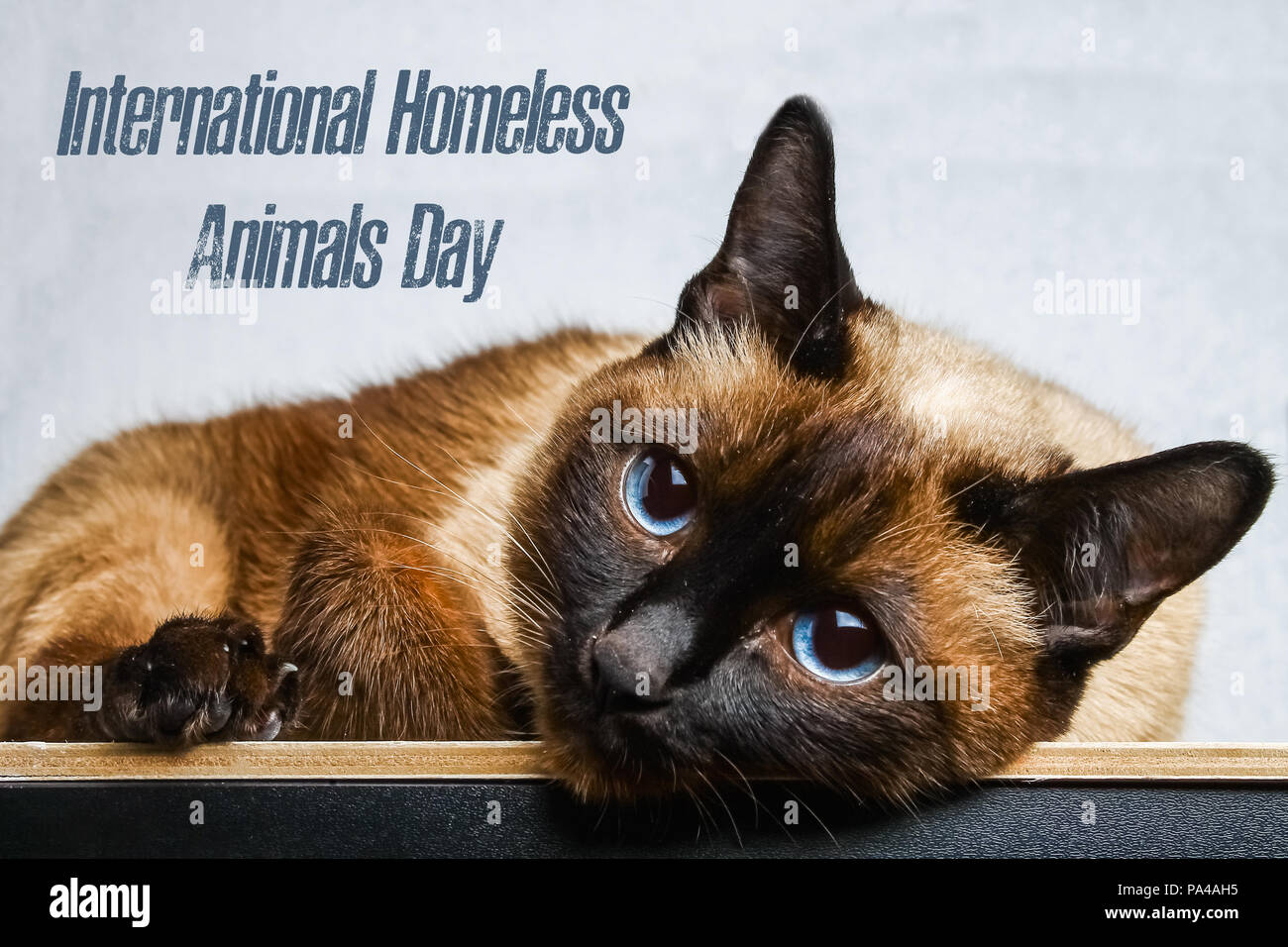 World day of stray animals. 18 August. International Homeless Animals Day  Stock Photo - Alamy