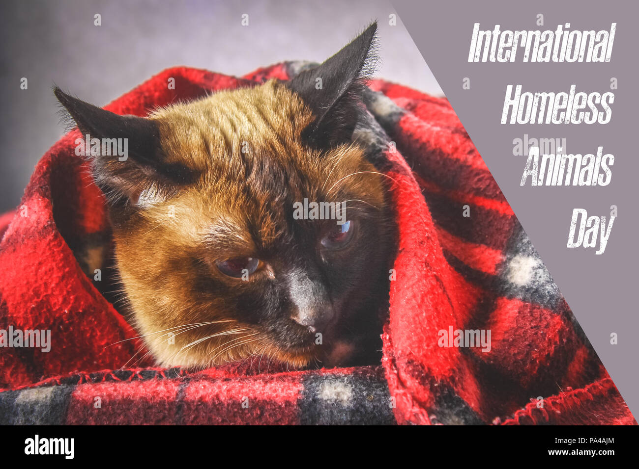 World day of stray animals. 18 August. International Homeless Animals Day  Stock Photo - Alamy