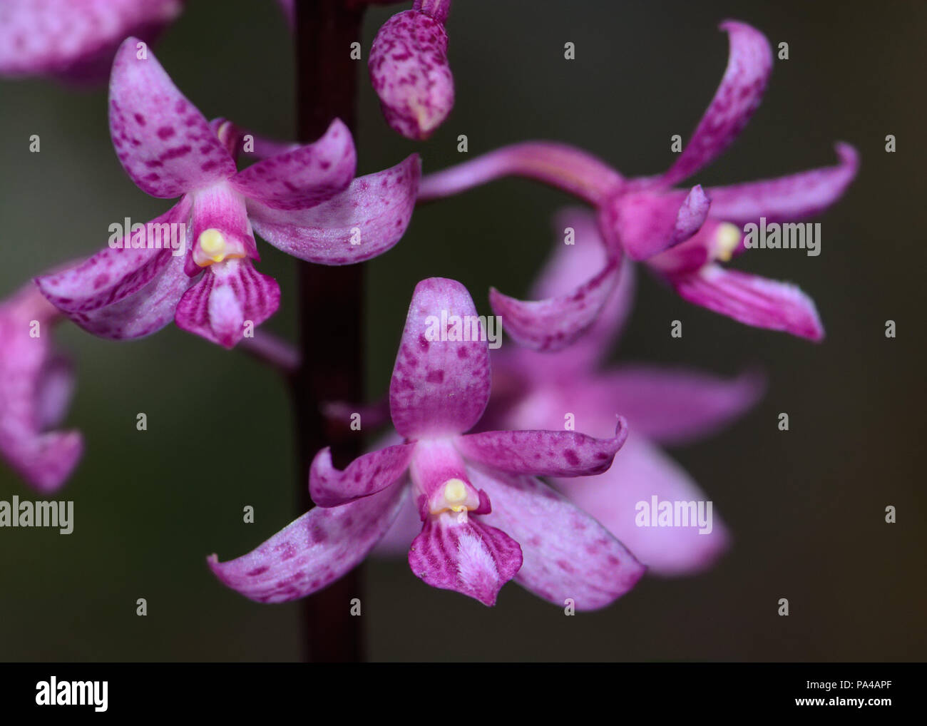 Rosy Hyacinth Orchid Stock Photo