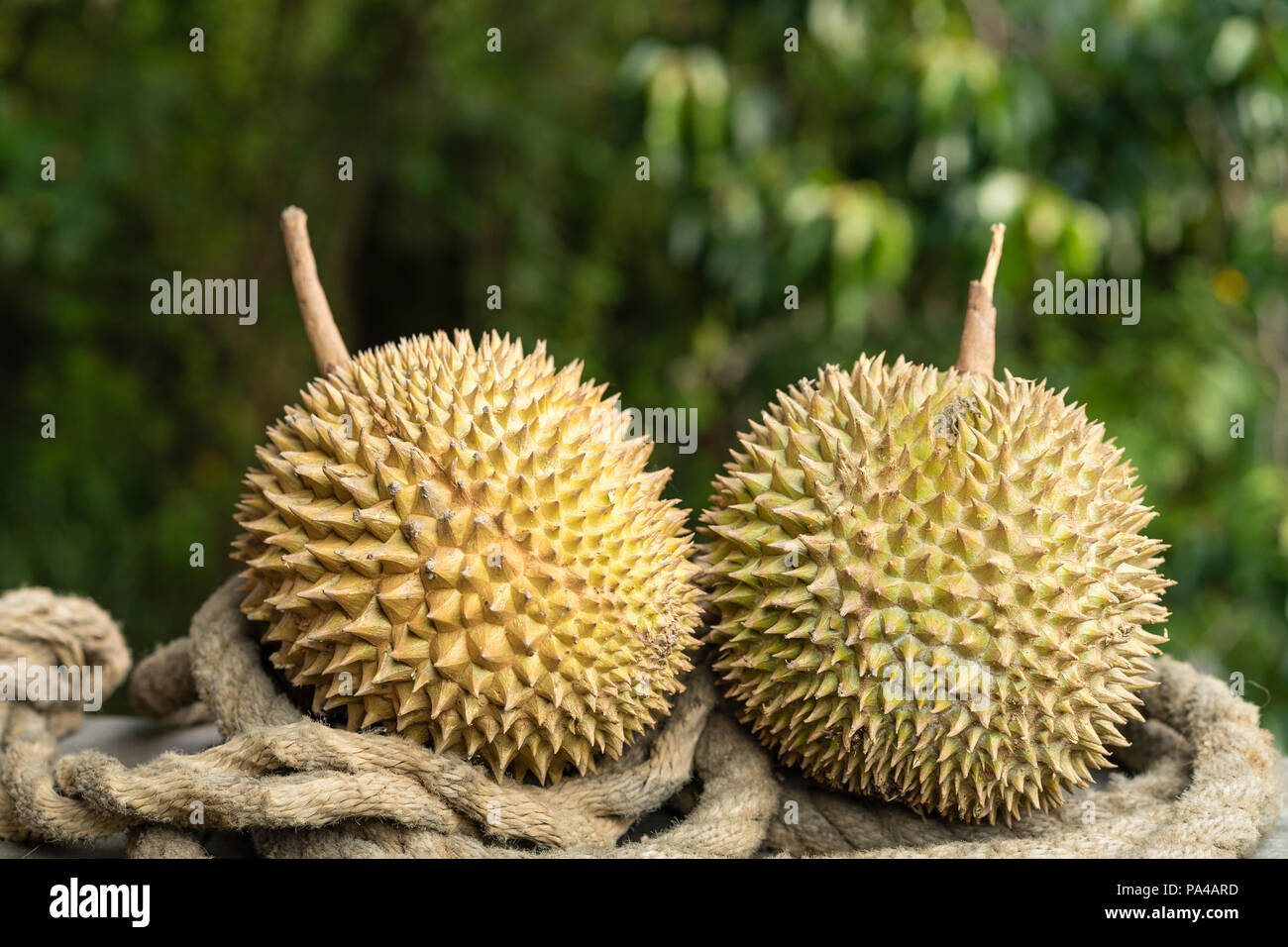 Fresh ripe durian fruit as king of tropical fruit Stock Photo Alamy