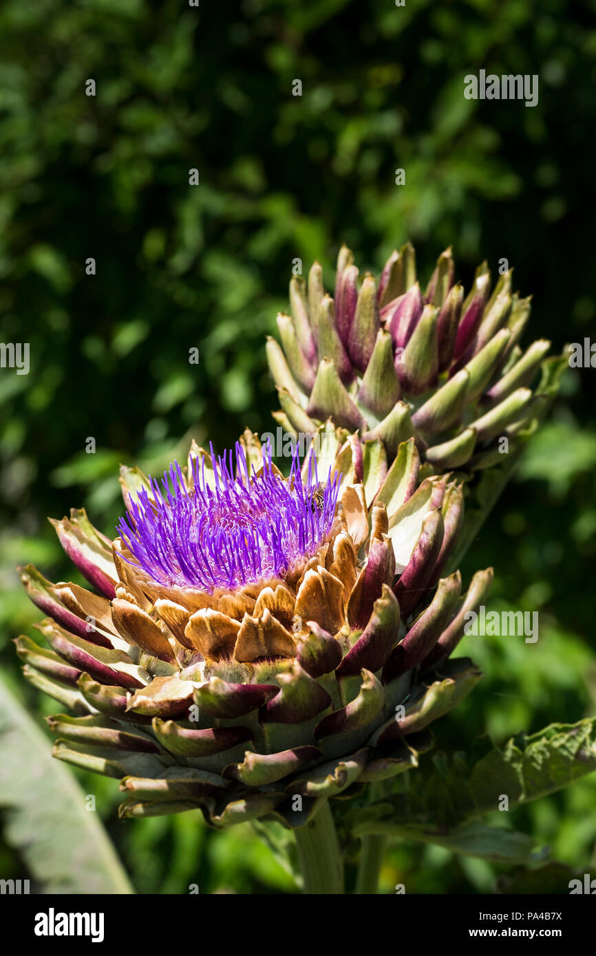 Cardone hi-res stock photography and images - Alamy