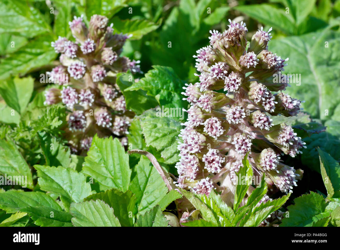 Butterbur (petasites hybridus), close up of flowering heads pushing up through the undergrowth. Stock Photo