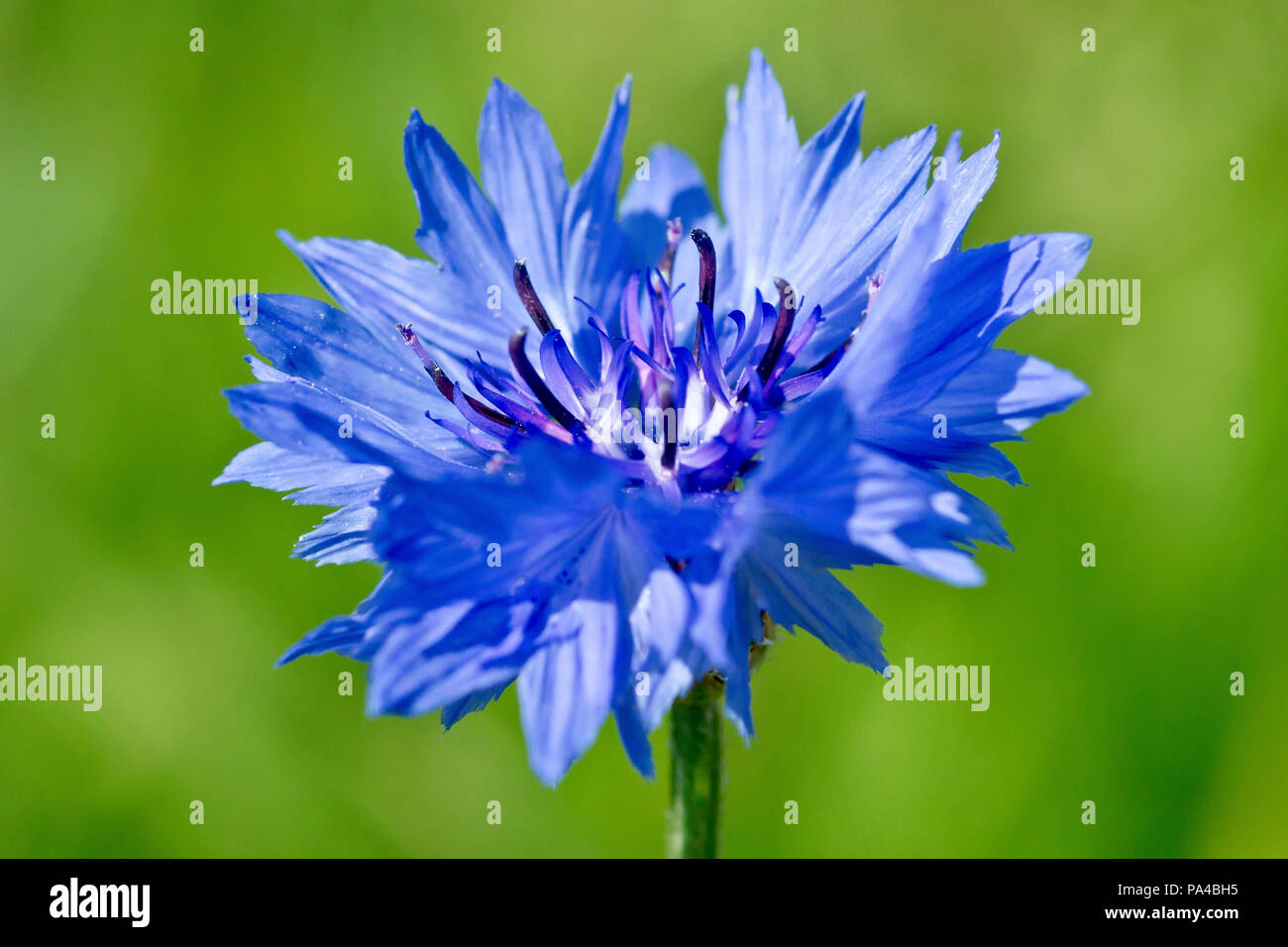 Cornflower (centaurea cyanus), close up of a solitary flower against a plain green background. Also known as Bluebottle. Stock Photo