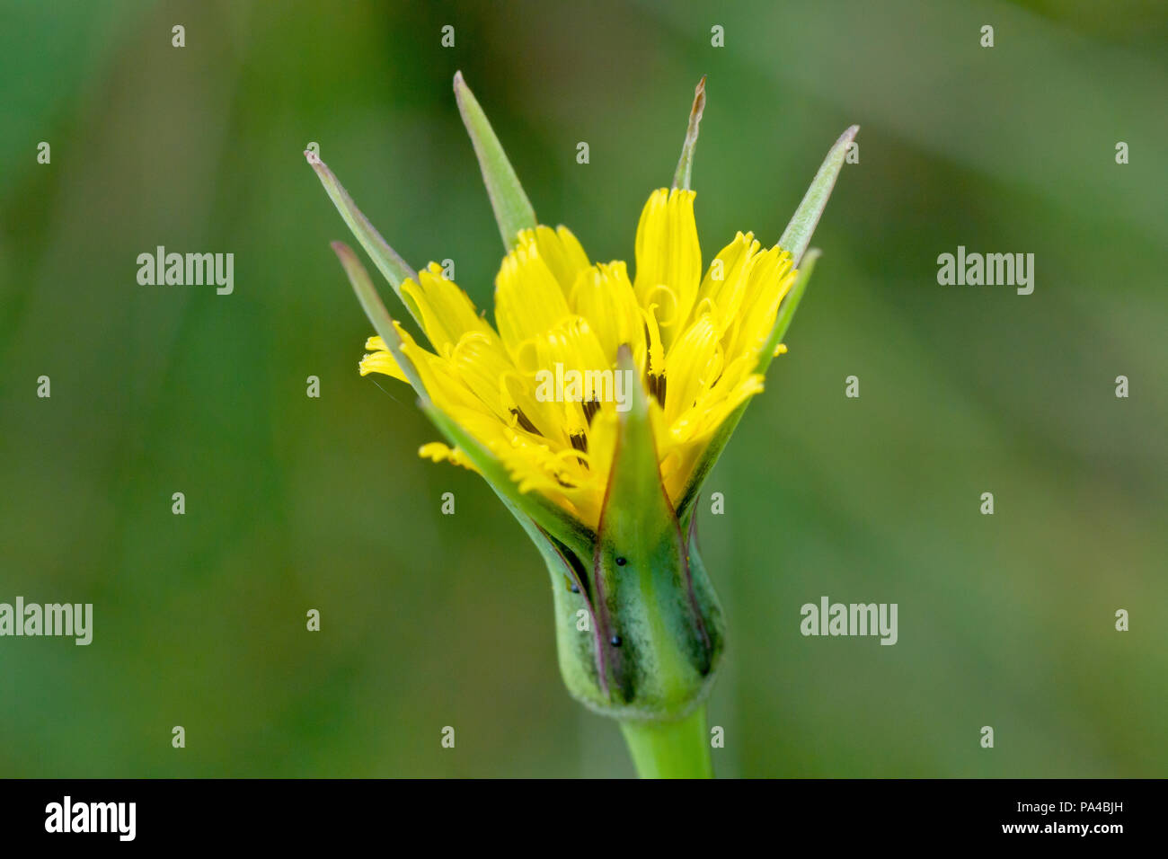 Goatsbeard (tragopogon pratensis), close up of a solitary flower head. Also known as Jack-go-to-bed-at-noon. Stock Photo