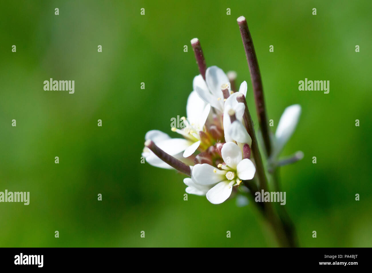 Hairy Bittercress (cardamine hirsuta), close up of a flower head with low depth of field. Stock Photo
