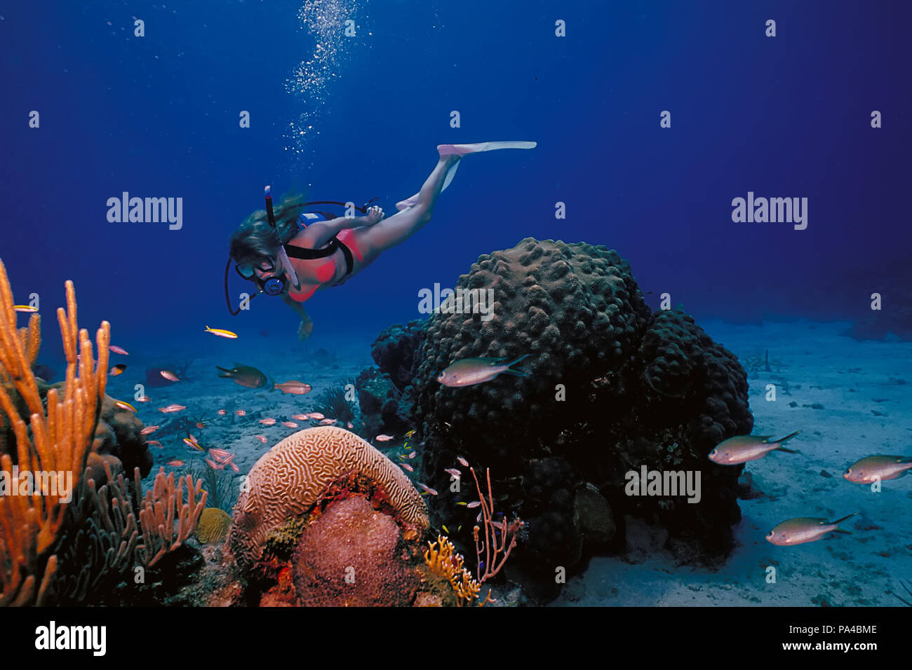 A scuba diving girl in a bikini poses above the coral reef in the warm waters at St. Croix Island in US Virgin Islands. Stock Photo