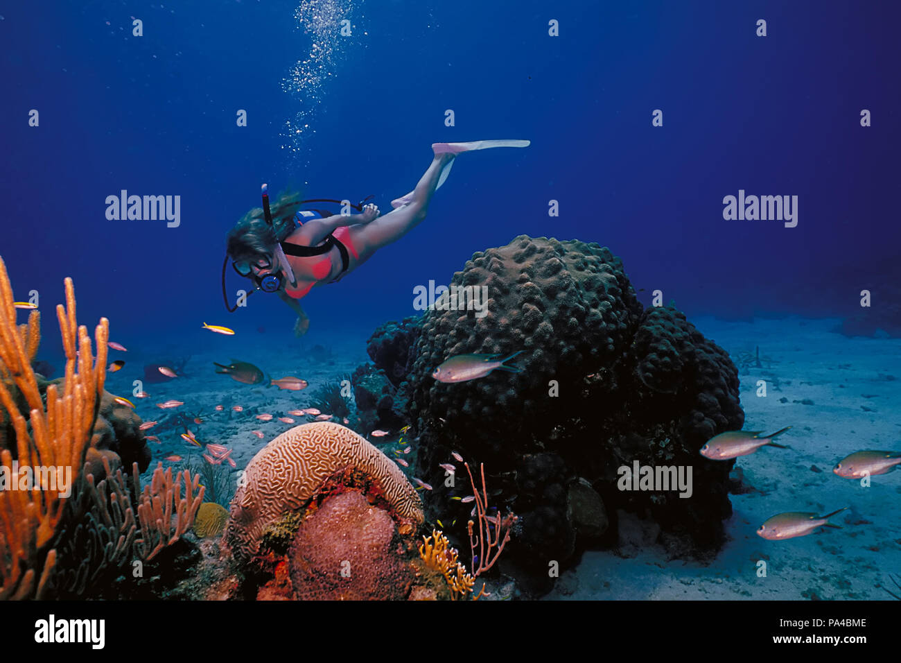 Scuba diving girl in bikini hires stock photography and images Alamy
