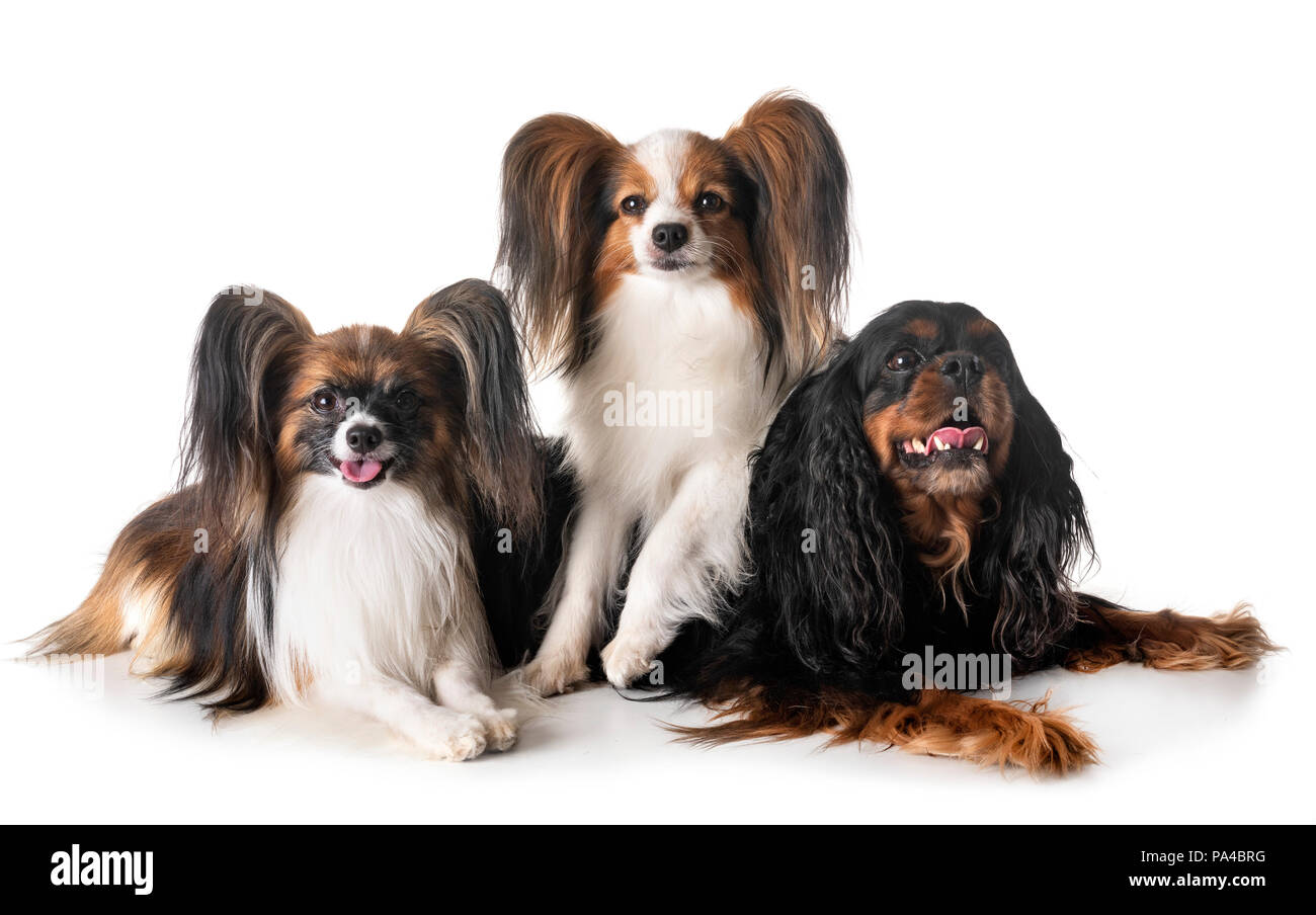 little dogs in front of white background Stock Photo - Alamy