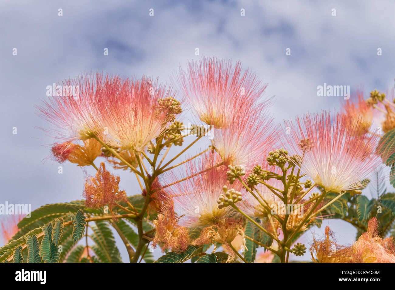 Beautiful flowers of a tree of the Lankaran acacia or albizia Lankaran ...