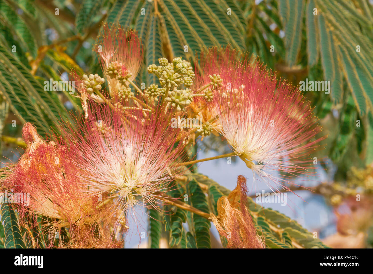 Beautiful flowers of a tree of the Lankaran acacia or albizia Lankaran ...