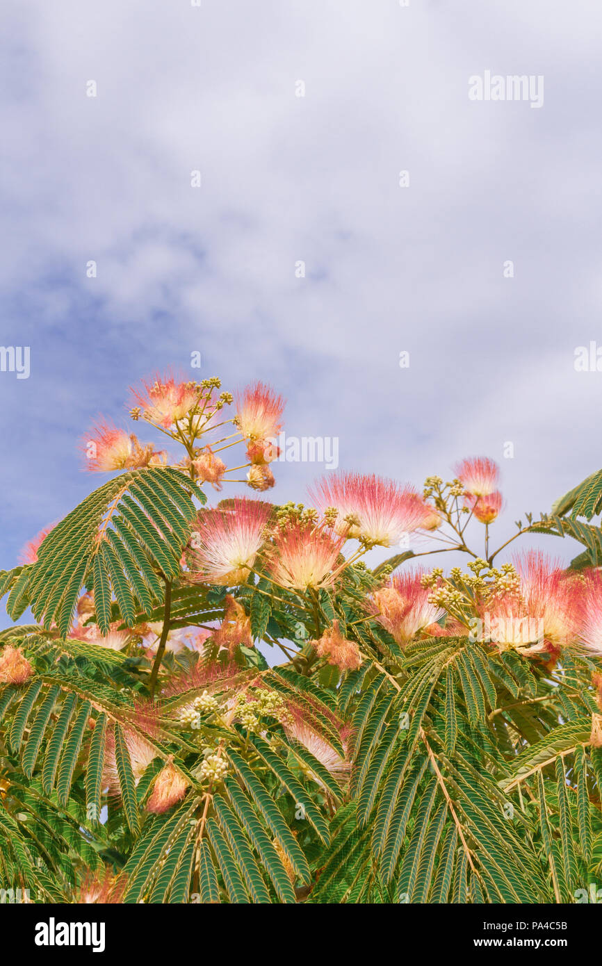 Beautiful flowers of a tree of the Lankaran acacia or albizia Lankaran ...