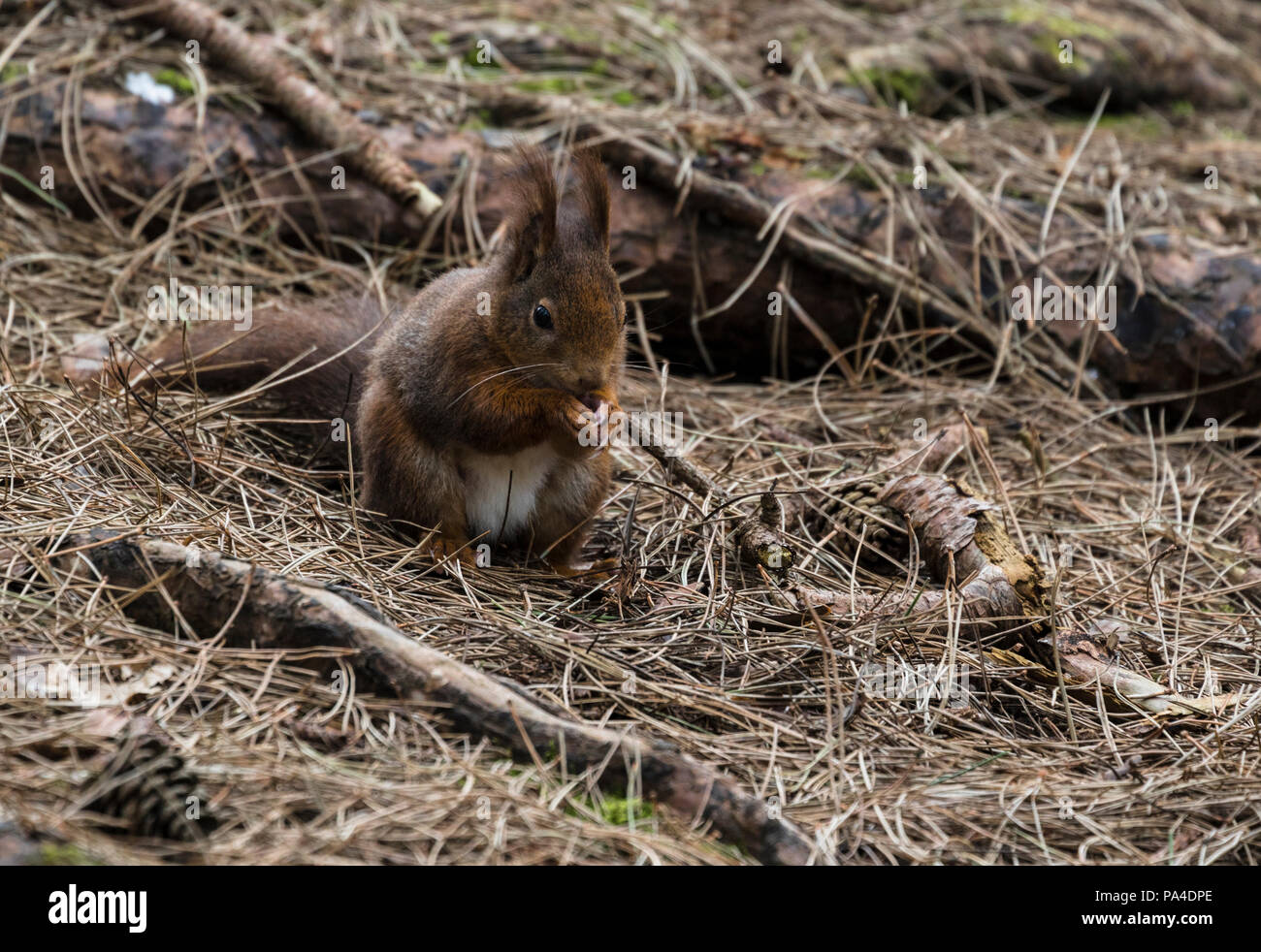 Red Squirrel Scavenging, Formby UK - Endangered Species Stock Photo