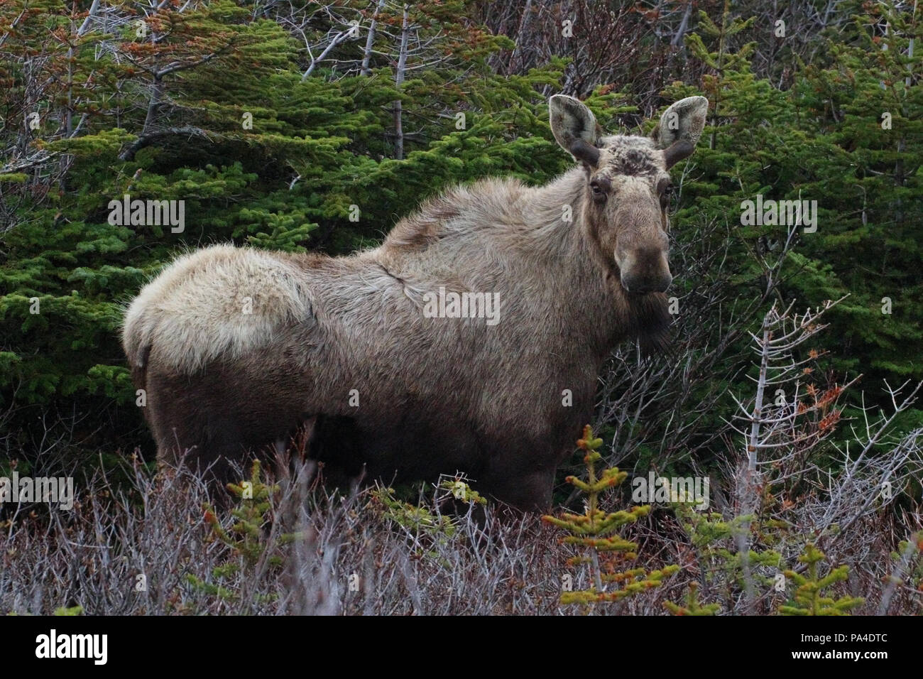 Wildlife, Moose calf. Alces alces.  Travelogue,  Travel Newfoundland, Canada,  "The Rock".  Landscapes and scenic,  Canadian Province, Stock Photo
