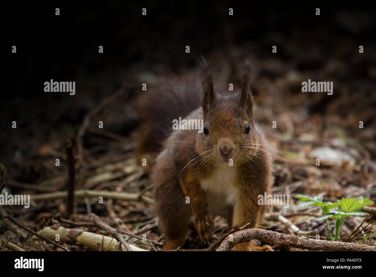 Red Squirrel Scavenging, Formby UK - Endangered Species Stock Photo