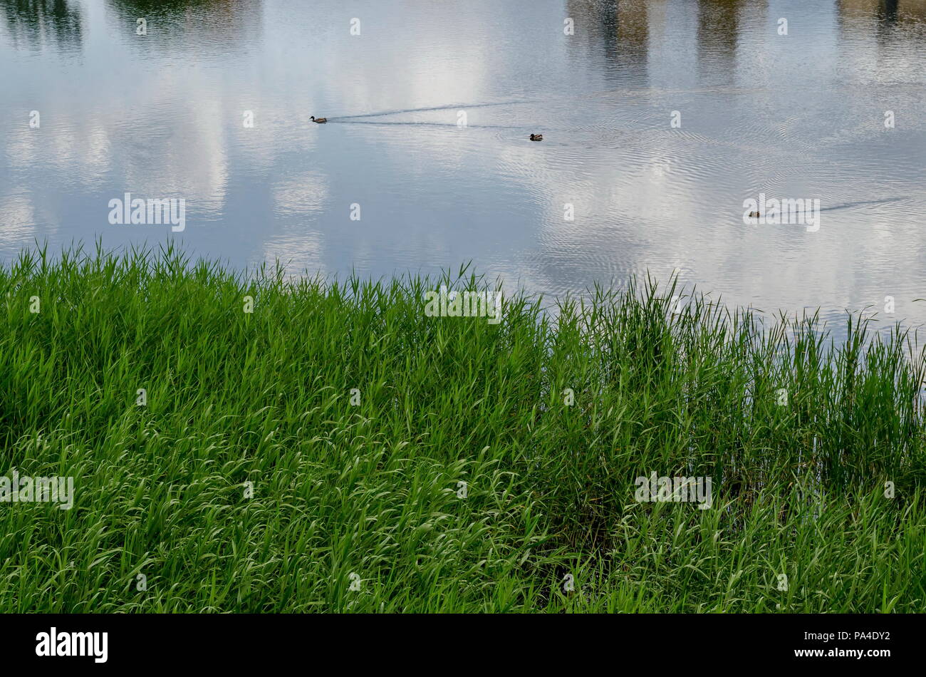 Summer with green fresh reed, Phragmites communis or rush and drake, female mallard ducks swimming in the lake, district Drujba, Sofia, Bulgaria Stock Photo