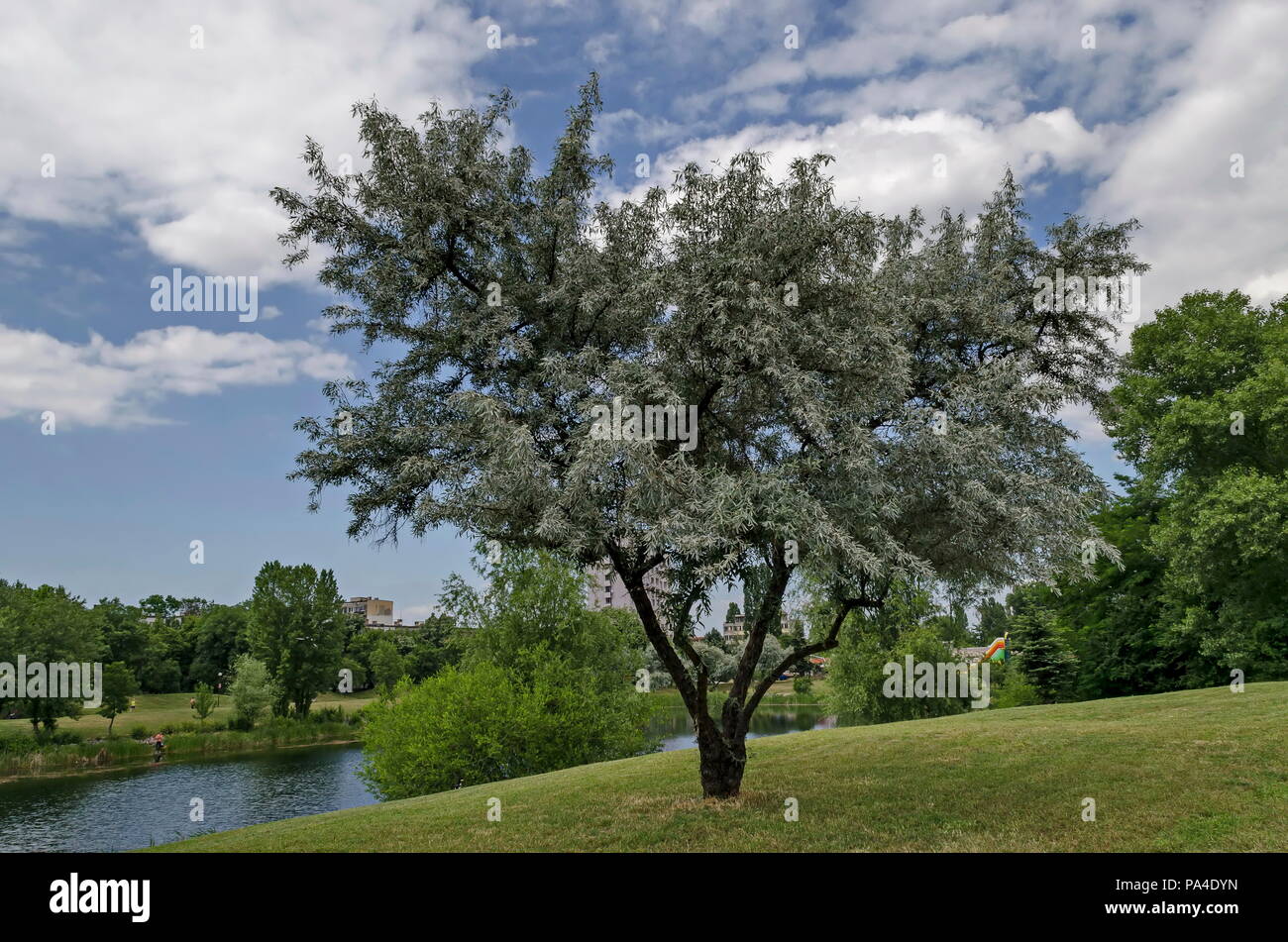Summertime with small fresh White willow or Salix alba tree of a shore  lake a residential district Drujba, Sofia, Bulgaria Stock Photo