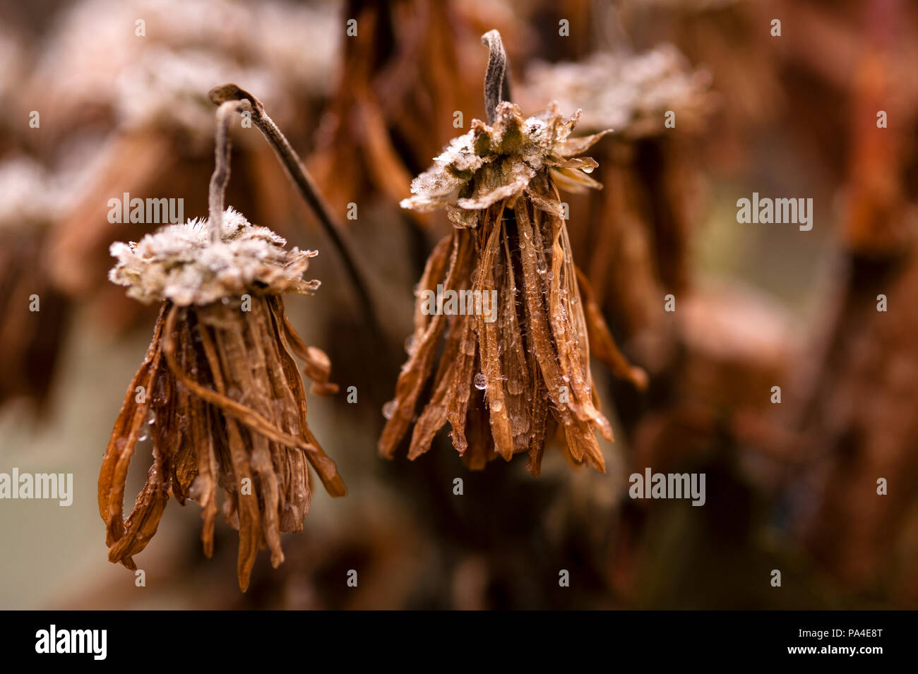 Wilting Plant High Resolution Stock Photography and Images Alamy