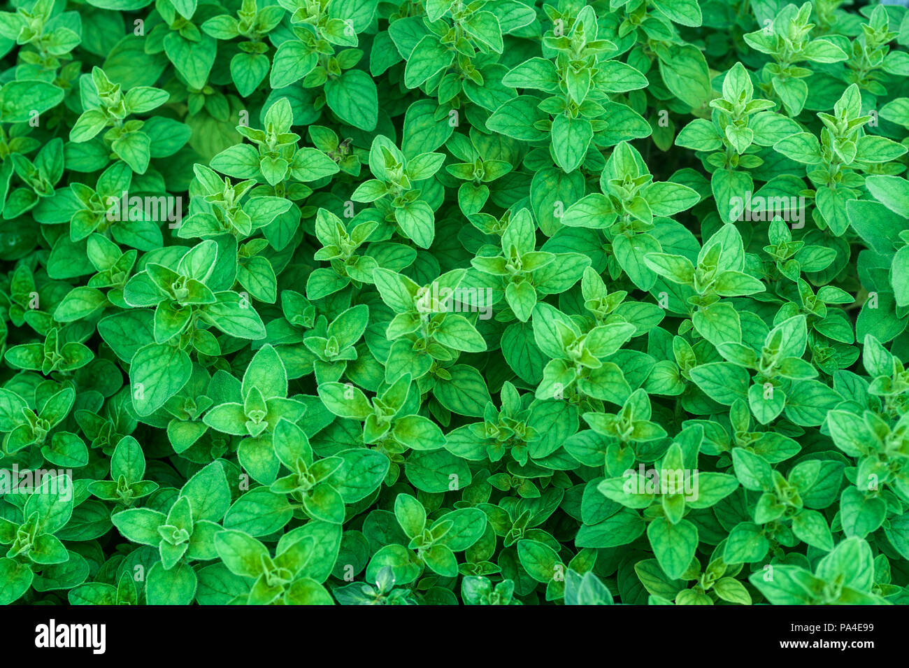 Mint growing in a nursery Stock Photo Alamy