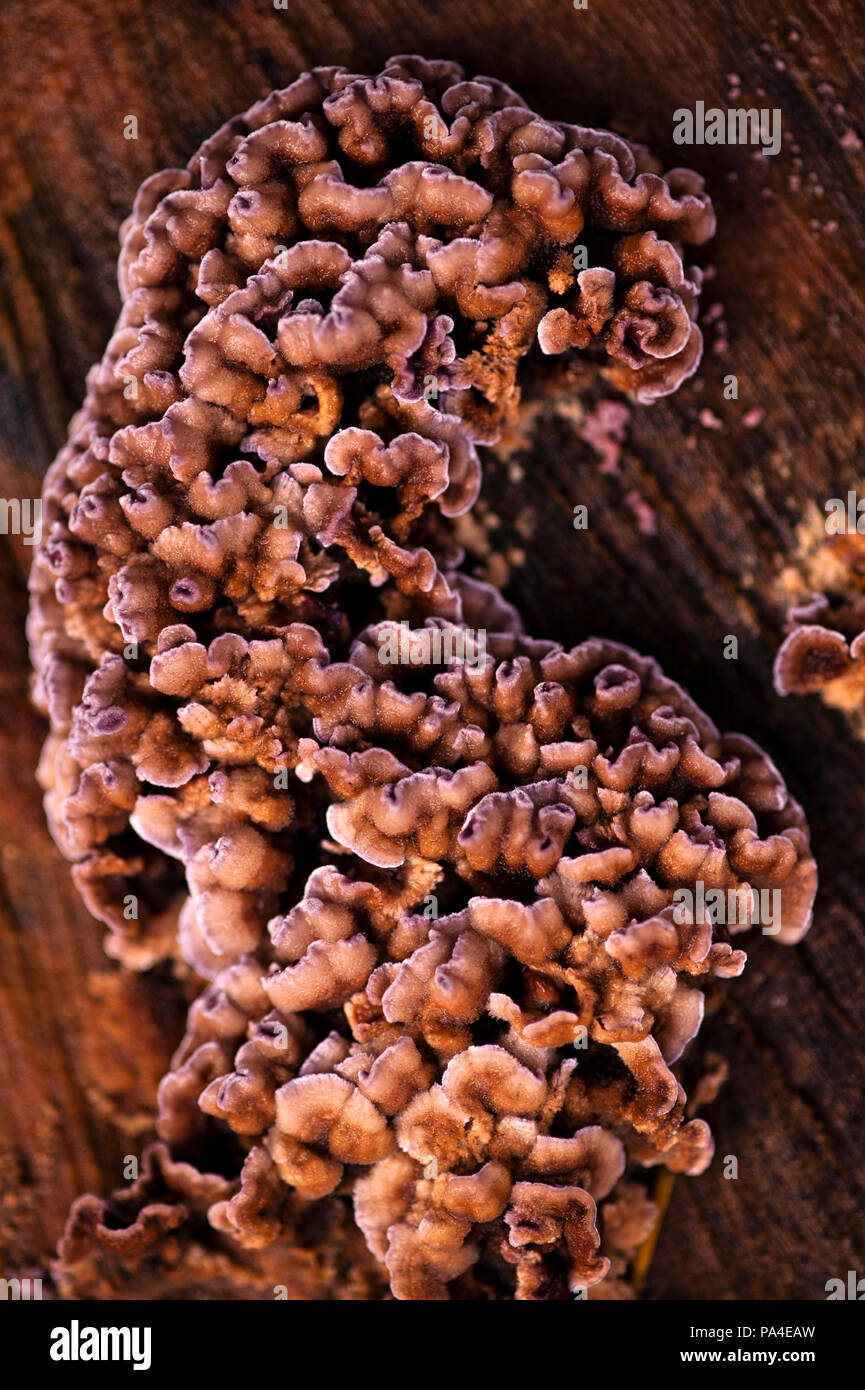 Tree stump with lichen, fungi and moss growing over wooden stump creating abstract shapes. Stock Photo