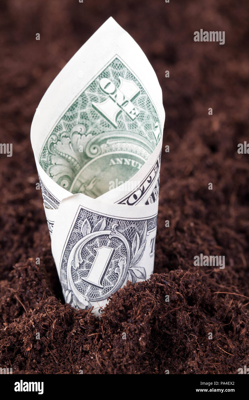 sticks out of the fertile soil twisted one American dollar, as the concept of the growth of money and currency from the land, agriculture, closeup Stock Photo