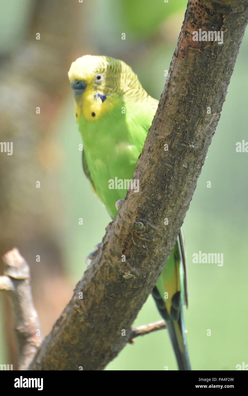Very pretty yellow budgie sitting perched on a tree branch Stock Photo
