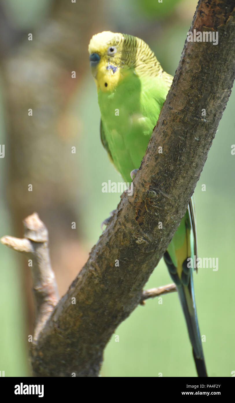 Yellow parakeet bird sitting on a tree branch Stock Photo Alamy