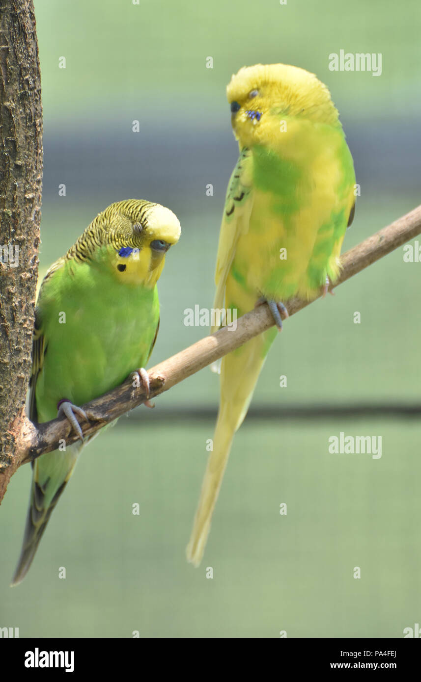 Beautiful pair of bright colored budgies sitting together on a tree