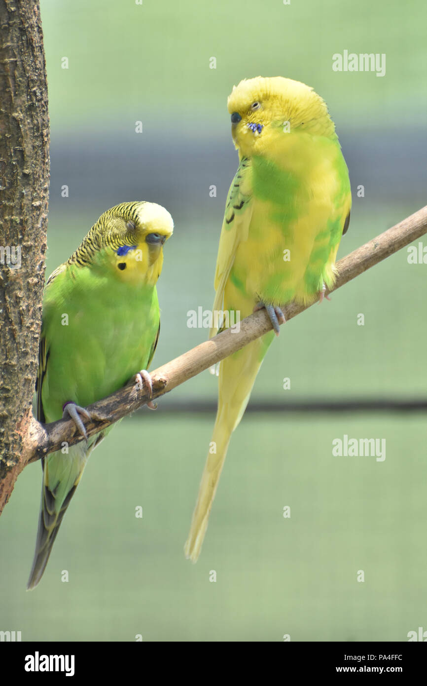 Pair of parakeets with their eyes closed in a tree Stock Photo Alamy