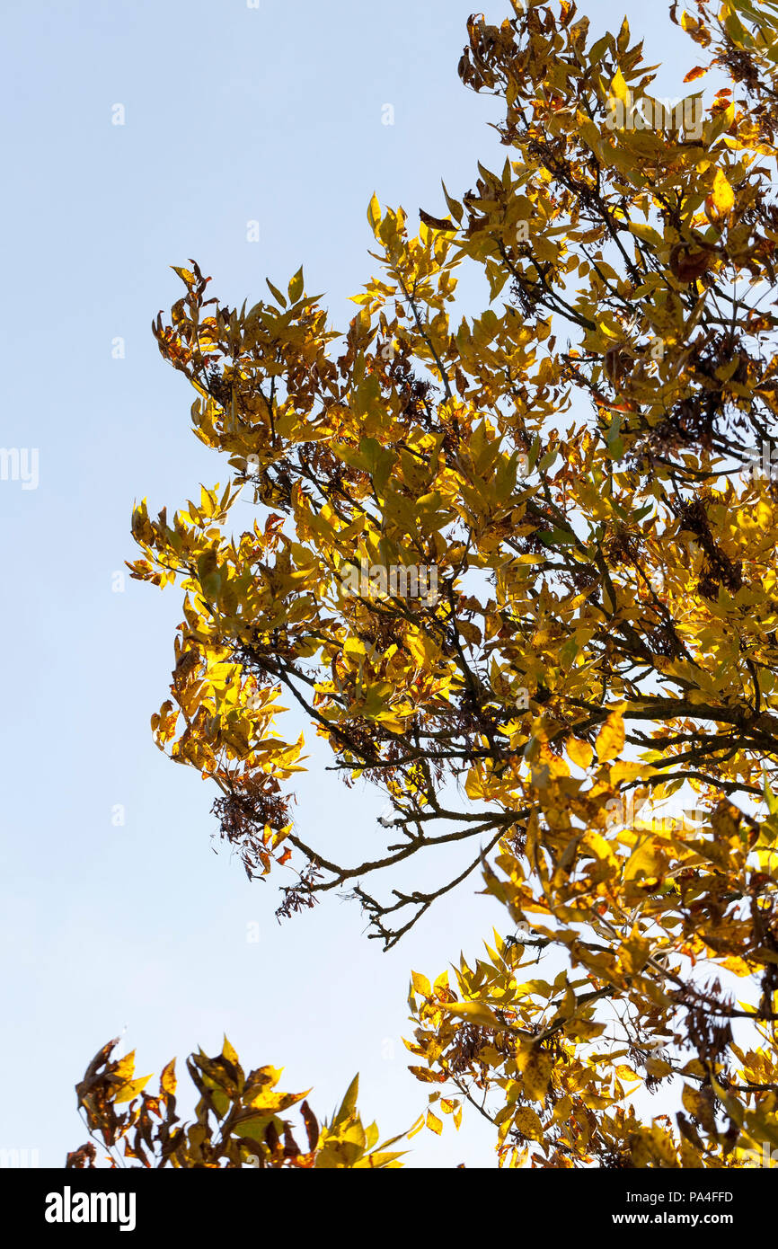 one side of an ash tree with yellowed foliage and dry seeds against a ...