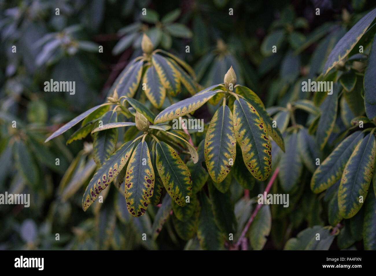 close up of rhododendron williamsianum plant, szechuan Stock Photo