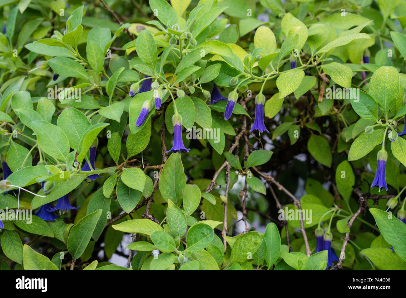 acnistus solanaceae australian plant blooming in garden Stock Photo