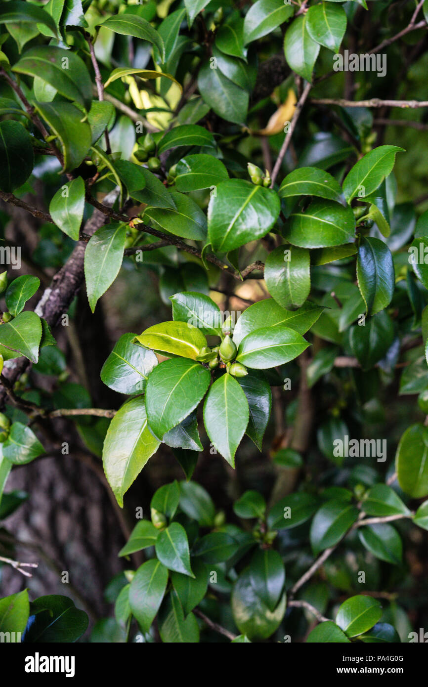 dark green leaf of camellia japonica close up view leaves Stock Photo
