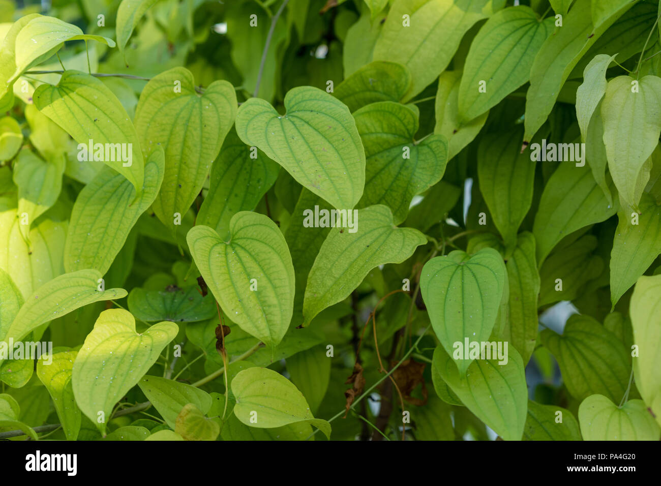 light green plant leaf of dioscorea basiclavicaulis pattern Stock Photo
