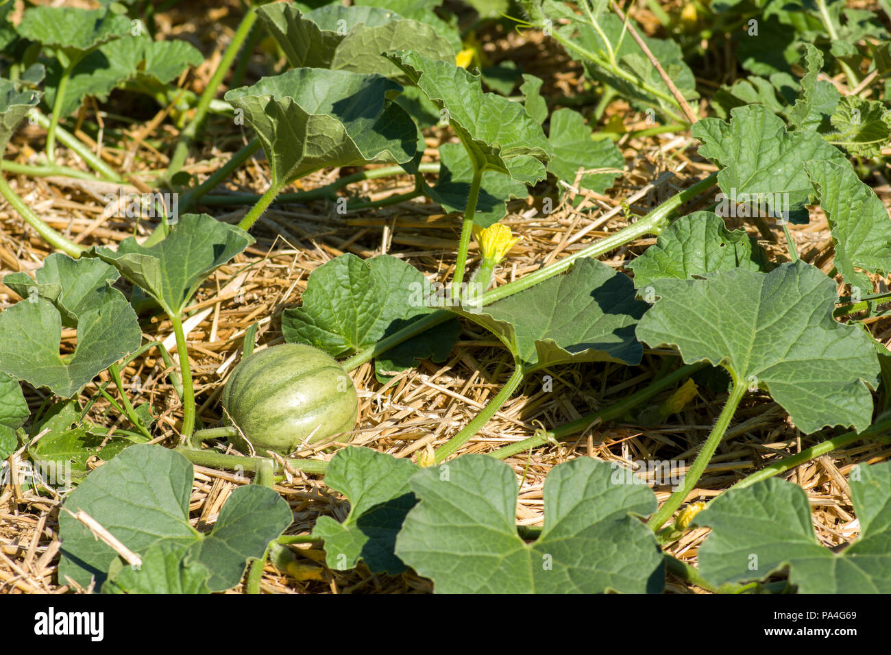 Halona Hybrid cantaloupe melon growing on straw mulch bearing young fruit. Stock Photo