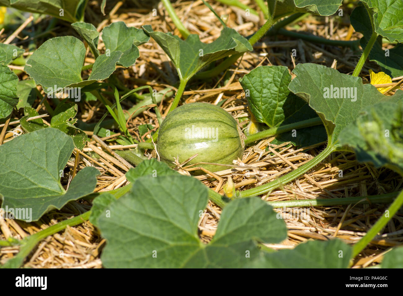Halona Hybrid cantaloupe melon growing on straw mulch bearing young fruit. Stock Photo