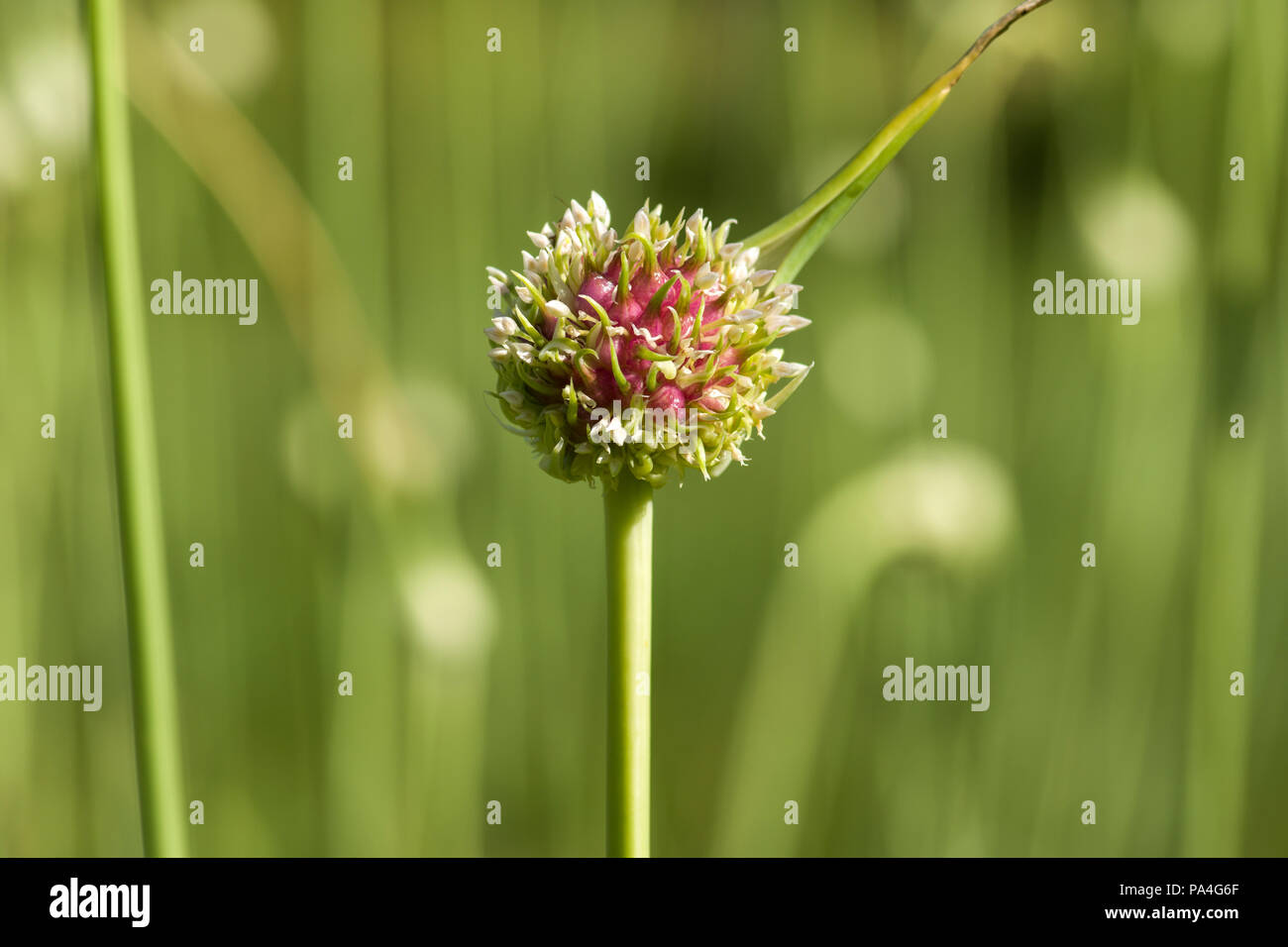 Going To Seed Garlic