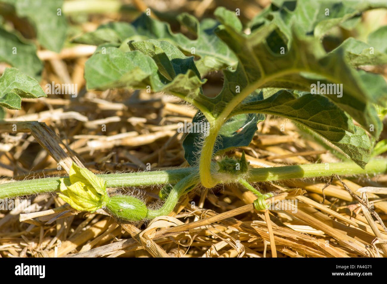 Faerie Hybrid watermelon growing on straw mulch with young fruit. Stock Photo
